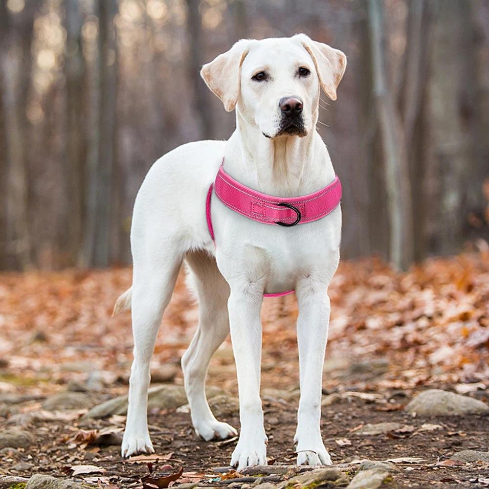 Dog wearing a no-pull harness on a walk