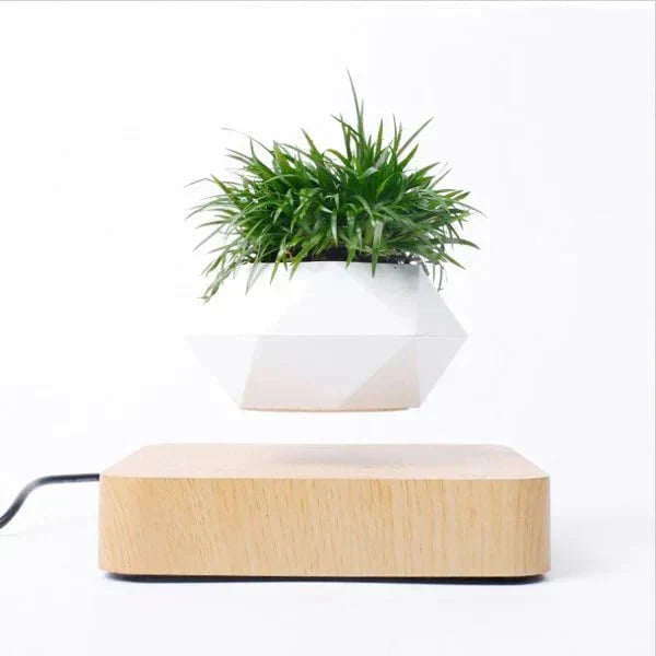 Maliben | Anti-Gravity Plants - Astonish Your Space - Nature Reinvented