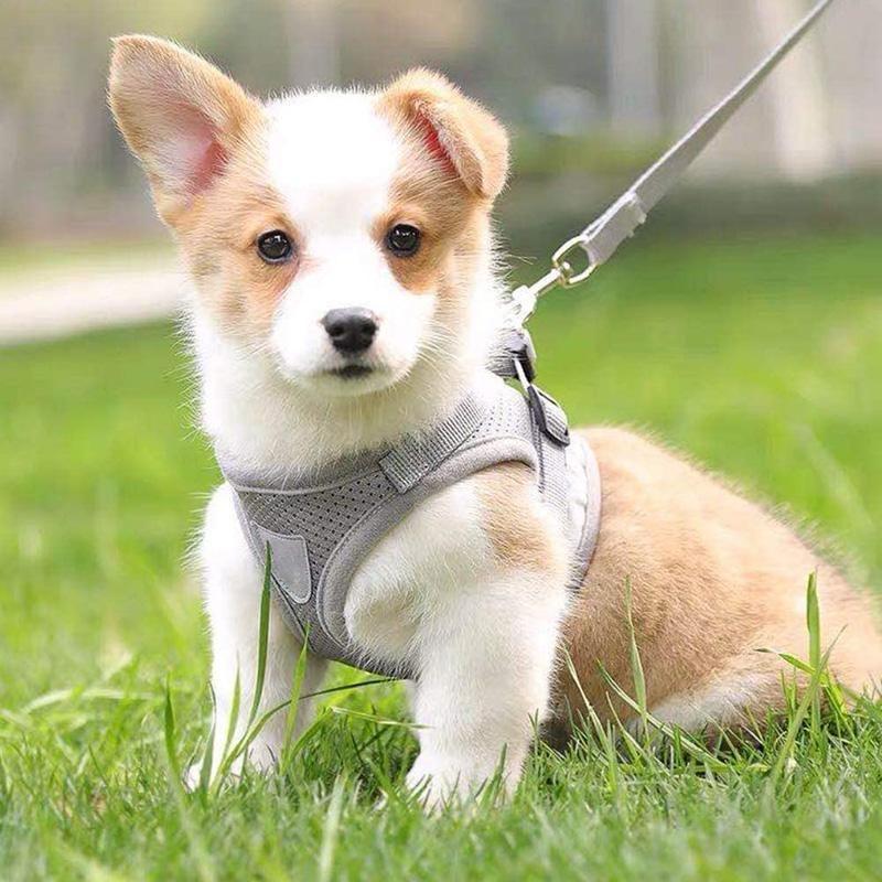 Maliben | Reflective Safety Dog Harness and Leash Set Offer