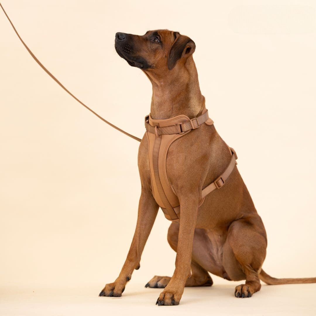 Maliben | ComfyPaws Dog Harness Walking Set with Leash and Poop Bag Holder