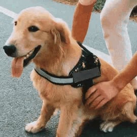 Maliben | Anti Choke Dog Harness