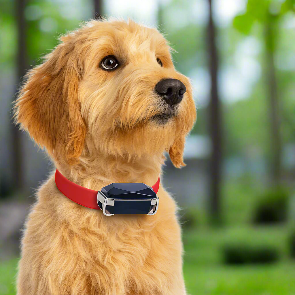 Maliben | GPS Tracker Realtime Leather Pet Collar