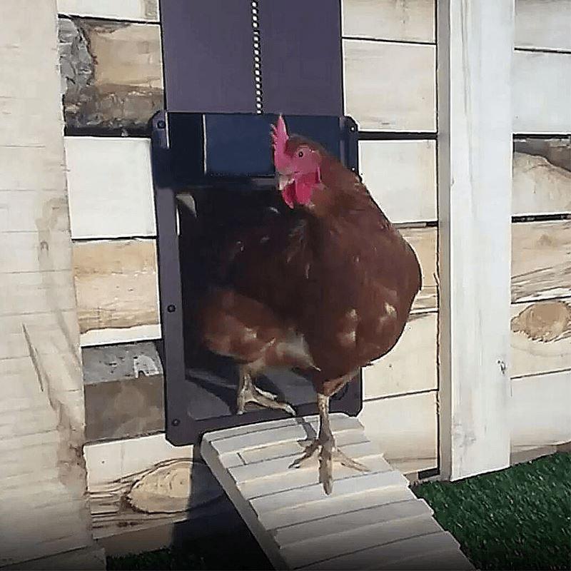 Maliben | Poultry Farm Automatic Chicken Coop Door