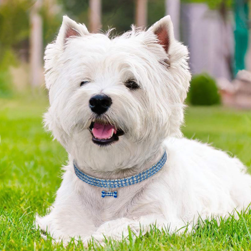 Maliben Sweet Crystal Dog Collar