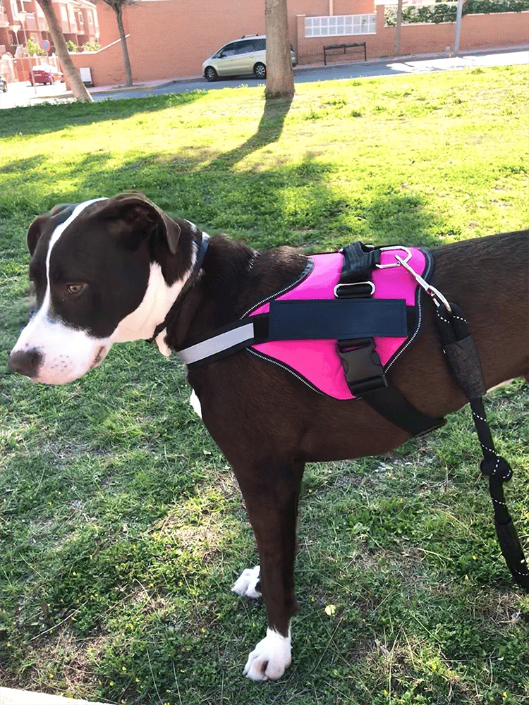 Maliben | Anti Choke Dog Harness
