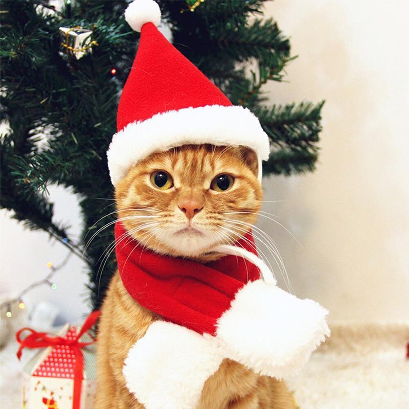 Maliben | Festivapaws – Warm Festive Pet Outfits That Attract Attention
