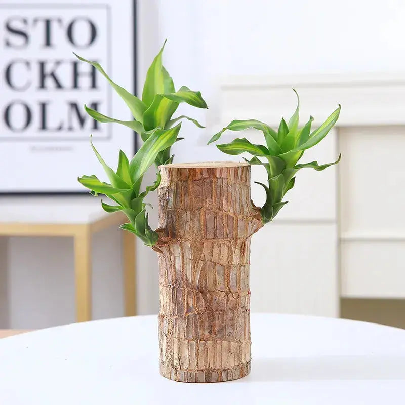 Maliben | Brazilian Lucky Wood – Air Purifying & Fortune Bringing Plant