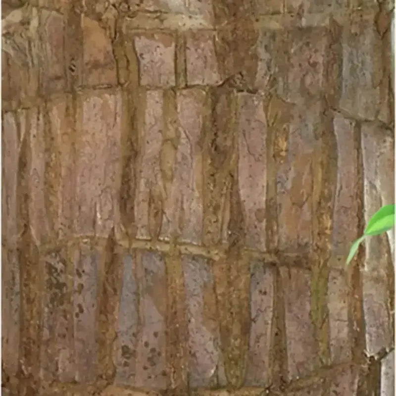 Maliben | Brazilian Lucky Wood – Air Purifying & Fortune Bringing Plant
