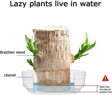 Maliben | Brazilian Lucky Wood – Air Purifying & Fortune Bringing Plant