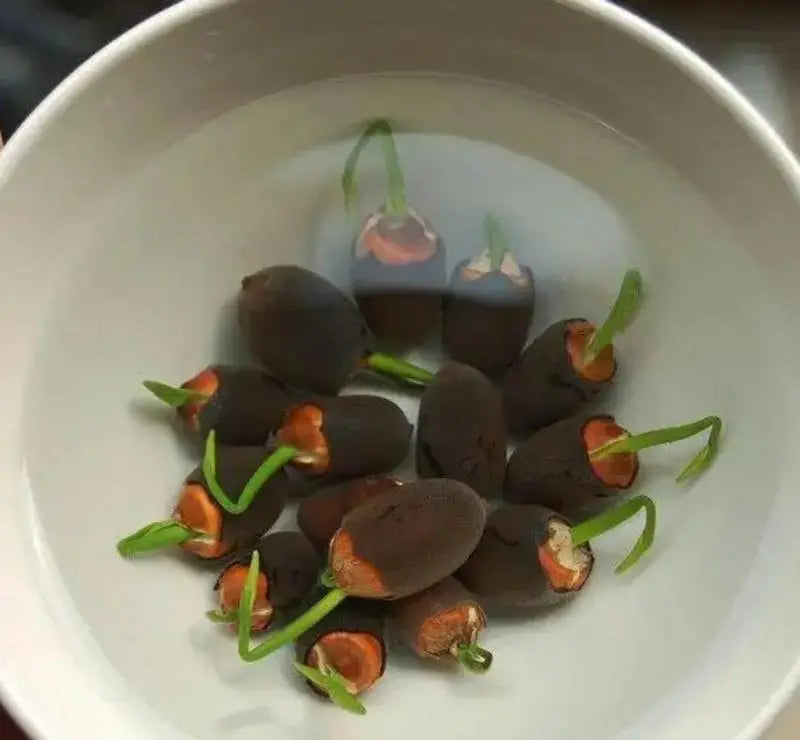 Maliben | Lotus Flower Seeds For Pond & Bowl – Let Them Bloom Easily At Home