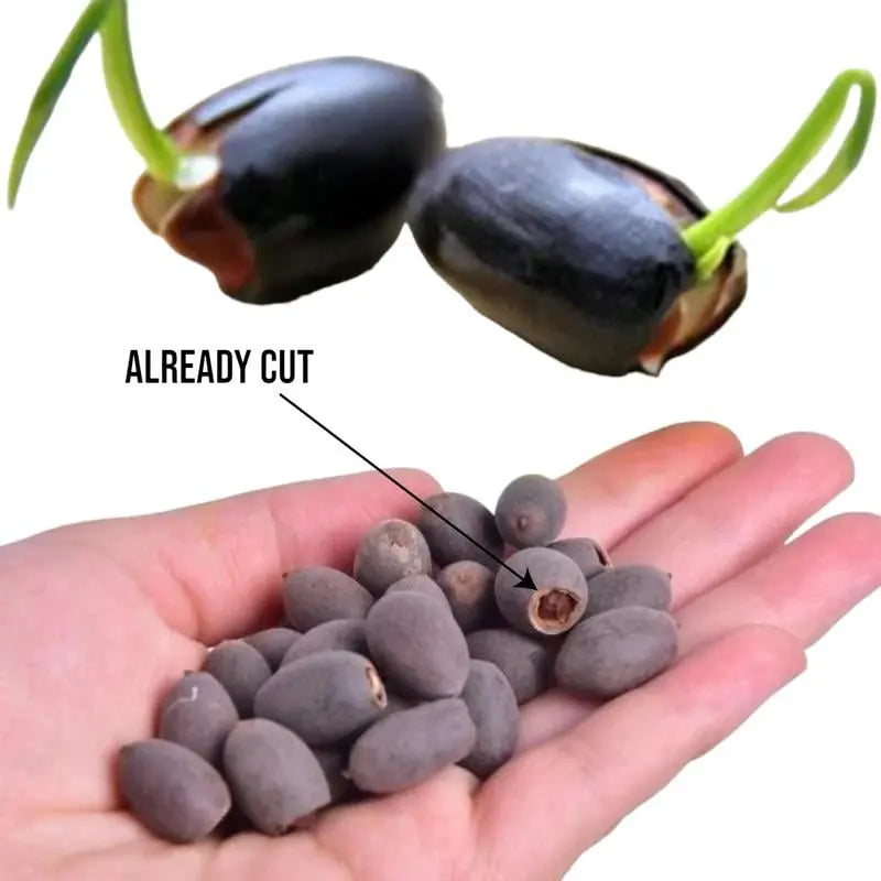 Maliben | Lotus Flower Seeds For Pond & Bowl – Let Them Bloom Easily At Home