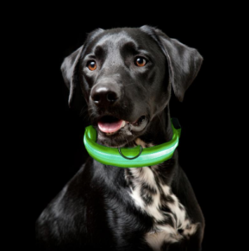 Maliben | Light Up Dog Collar - Flashing Dog Collar