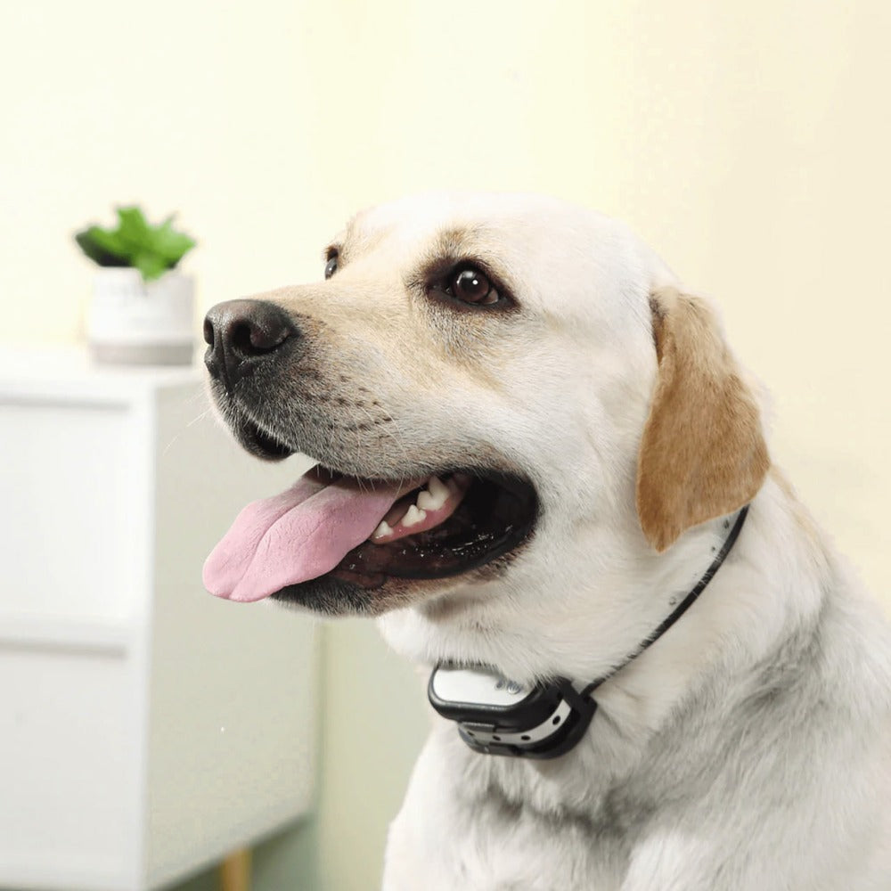 Maliben SafeZone Wireless Dog Fence & Training Collar – Rechargeable, Waterproof &...