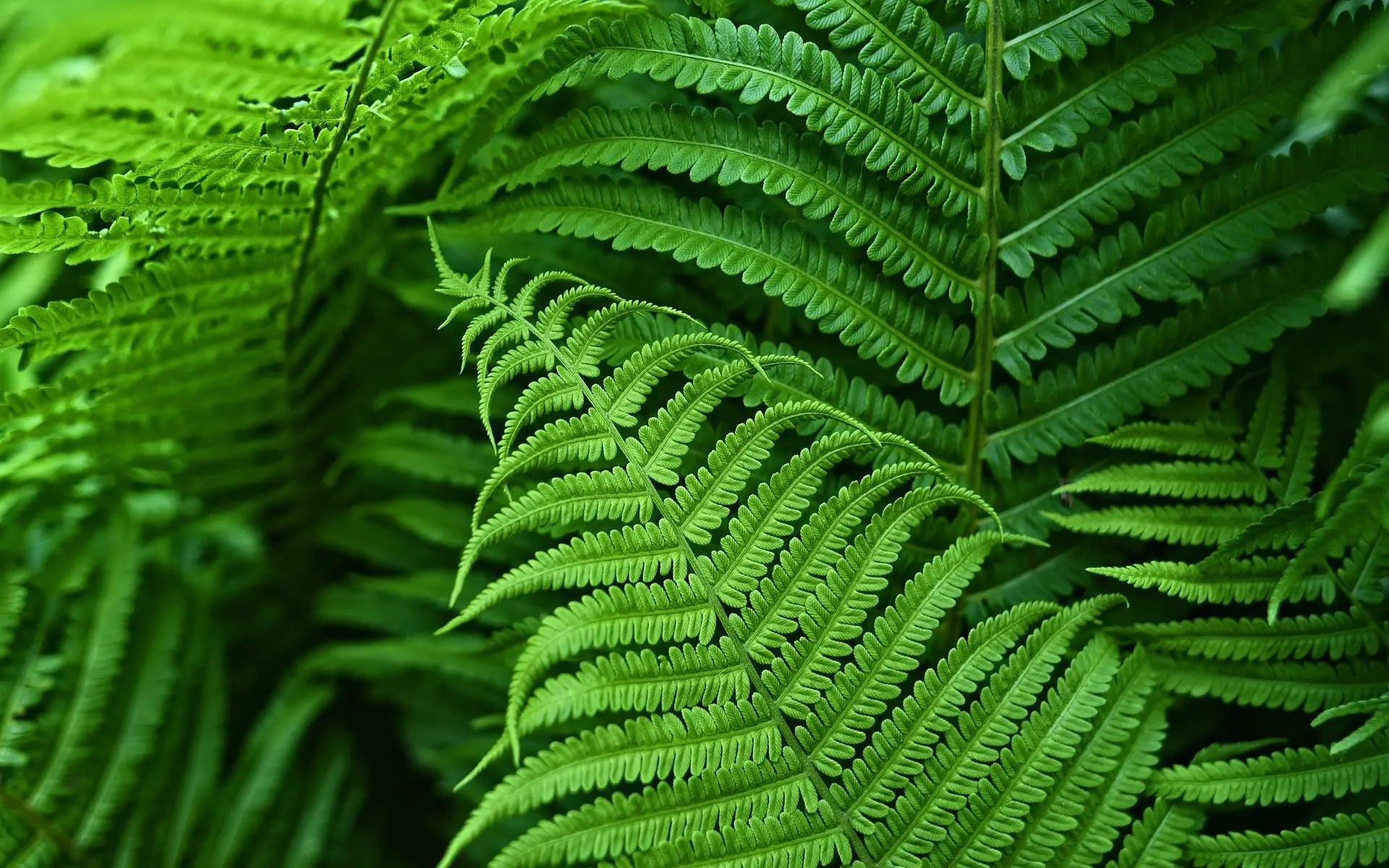 Maliben | Uv Resistant Artificial Boston Fern | Lifelike, Waterproof & Maintenance-Free For Outdoor Décor