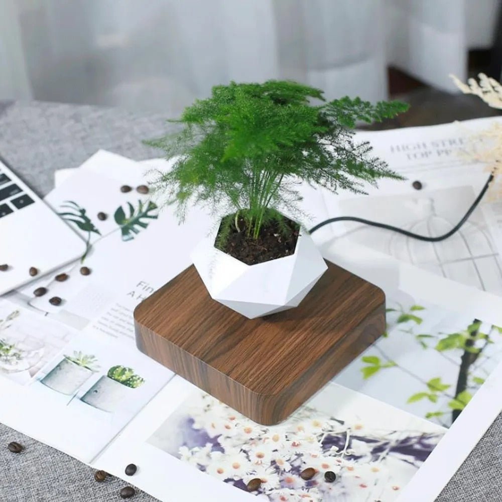 Maliben | Anti-Gravity Plants - Astonish Your Space - Nature Reinvented