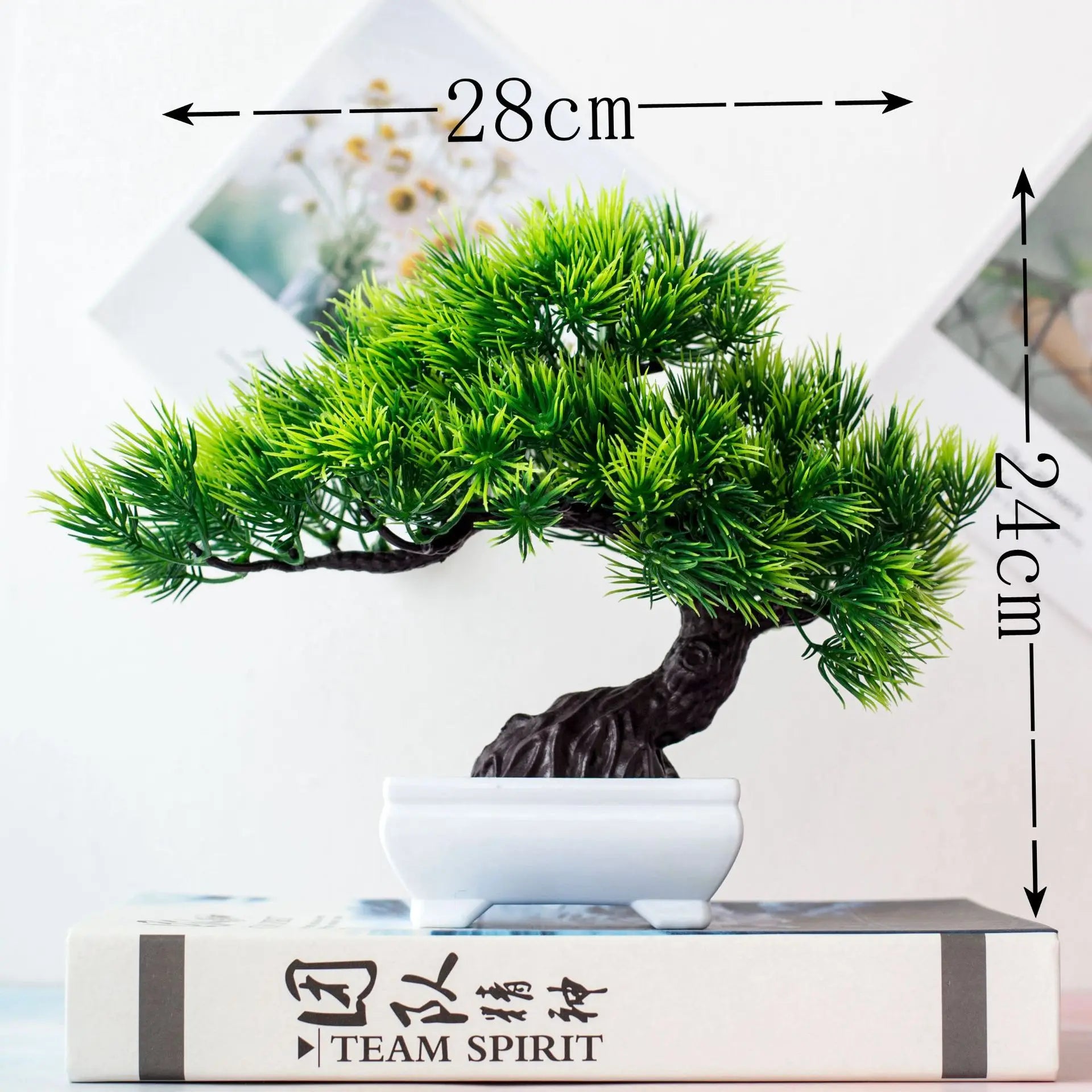 Maliben | Small Tree Pot Bonsai Plants