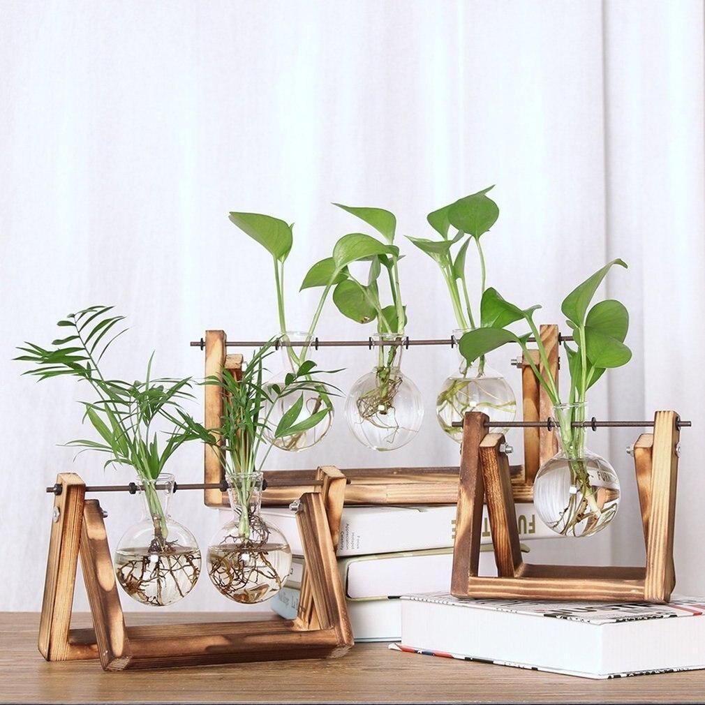 Maliben | Fauna Plants Cuttings Pots | Grow Your Own Plants At Home