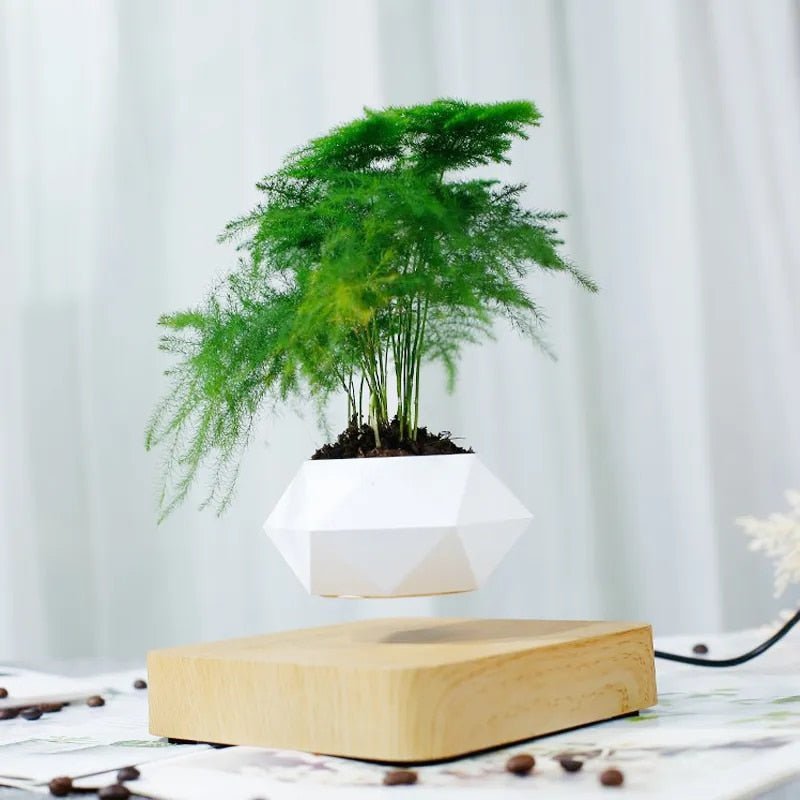 Maliben | Anti-Gravity Plants - Astonish Your Space - Nature Reinvented