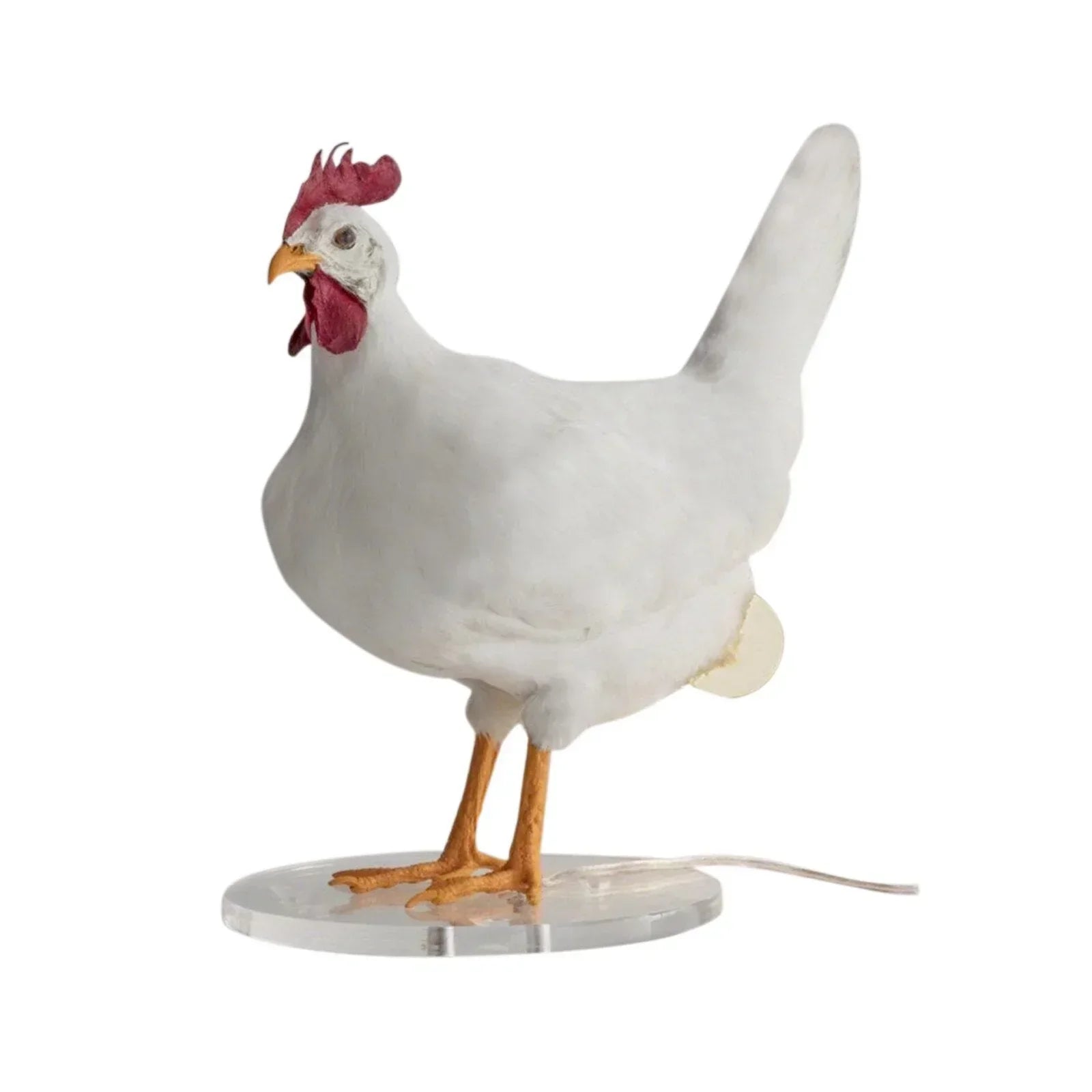 Maliben | Chicklume - Innovative Lamp For Hens - Encourages Laying - Lights Up And Heats Up