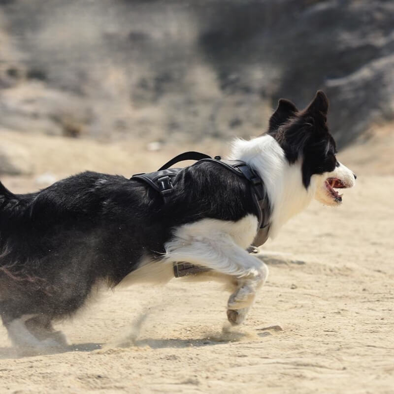 Maliben | Multifunctional explosion-proof anti-pull harness for medium to large dogs harness
