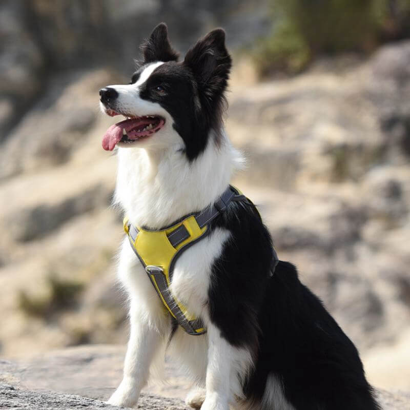 Maliben | Multifunctional explosion-proof anti-pull harness for medium to large dogs harness