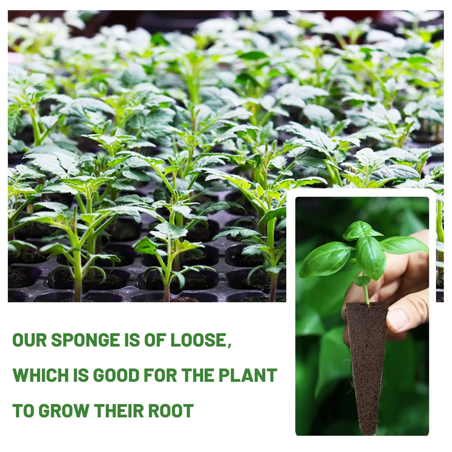 Maliben | Wurzelwunder Planting Sponges 50 Pieces | Replacement Growth Sponges For Hydroponics & Soil | For Herbs, Vegetables & Flowers