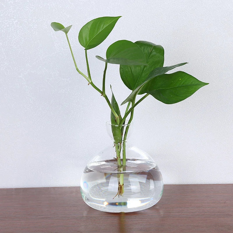 Maliben | Avocado Vase Glass | Transparent Germination Glass | Plant Container For Avocado Cultivation | 10–15 Cm
