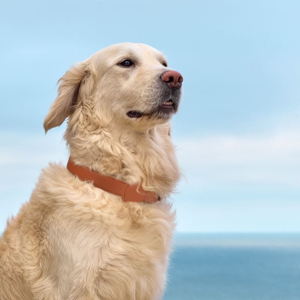 Maliben | Dog Collar with Integrated AirTag Holder for Safety & Style