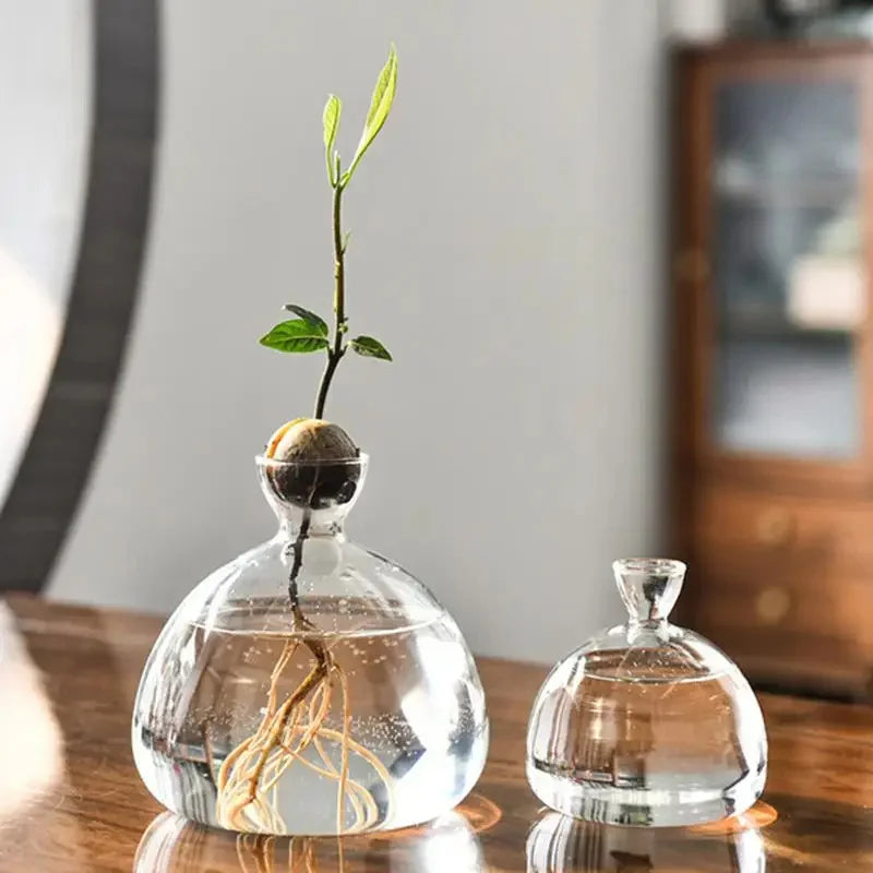 Maliben | Avocado Vase Glass | Transparent Germination Glass | Plant Container For Avocado Cultivation | 10–15 Cm
