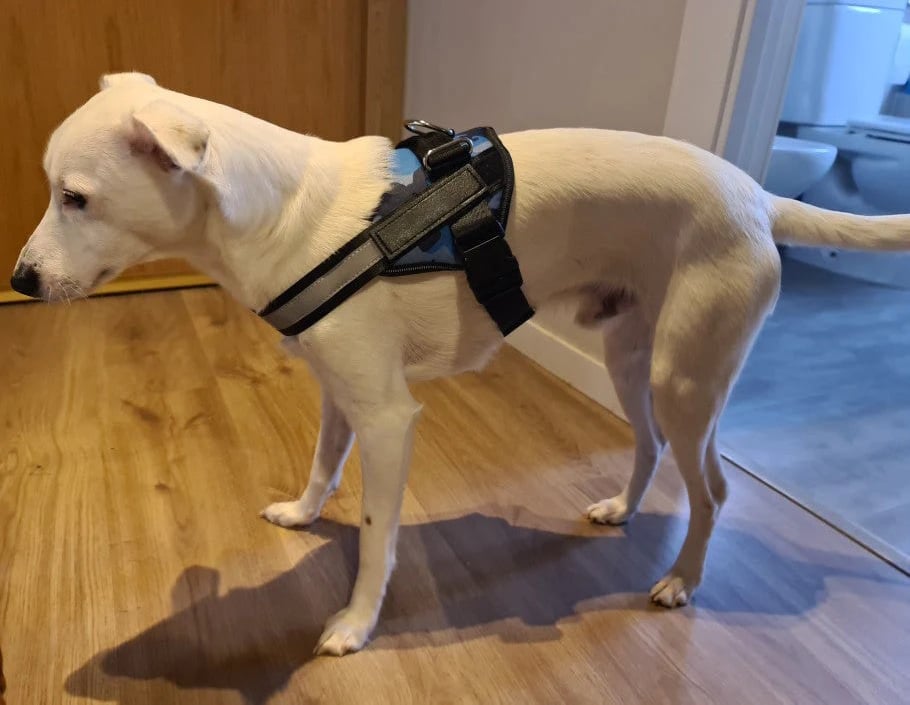 Maliben | Anti Choke Dog Harness