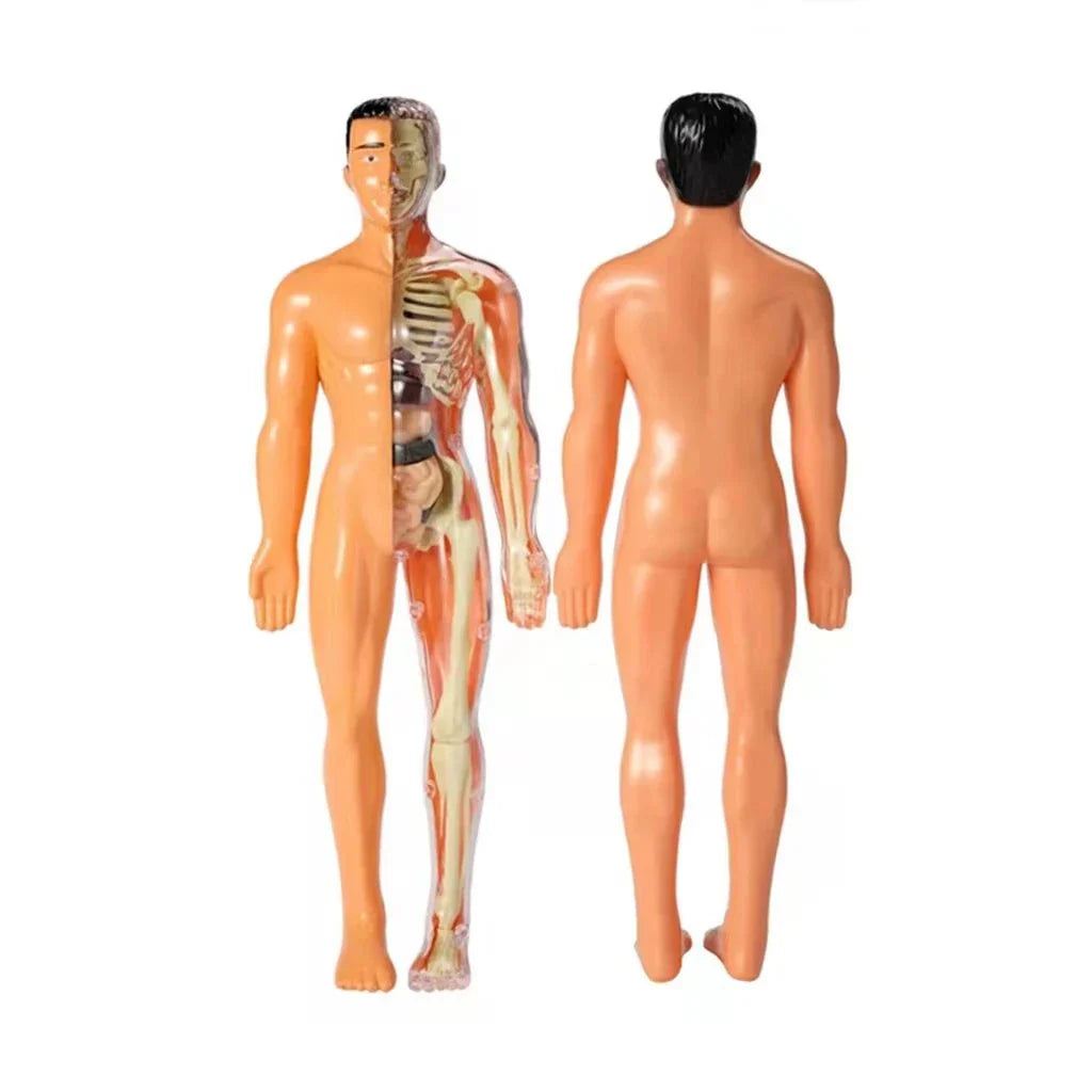 Maliben | Anatomy Learning Model For Children