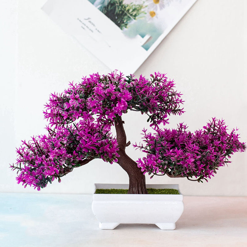 Maliben | Plant Bonsai