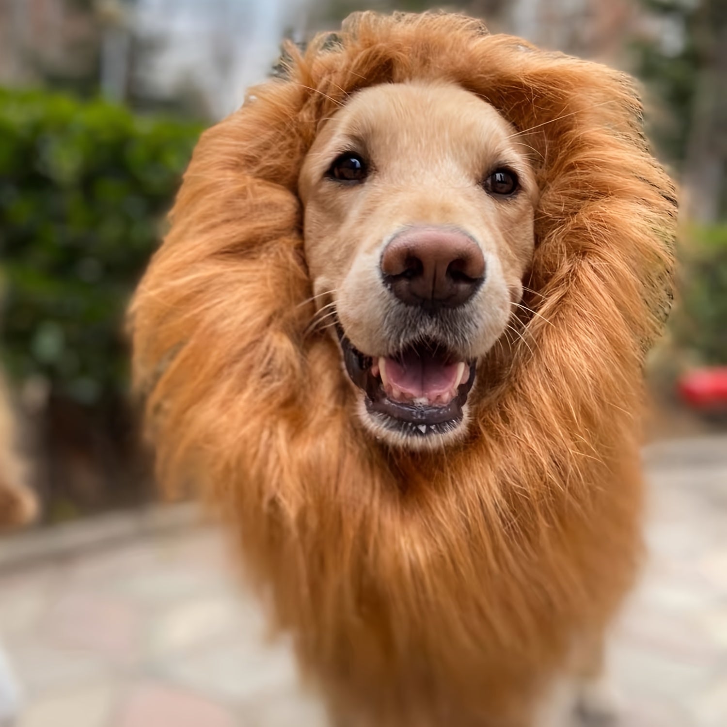 Maliben | Dog Realistic Lion Mane Halloween Costume | Adjustable Lightweight