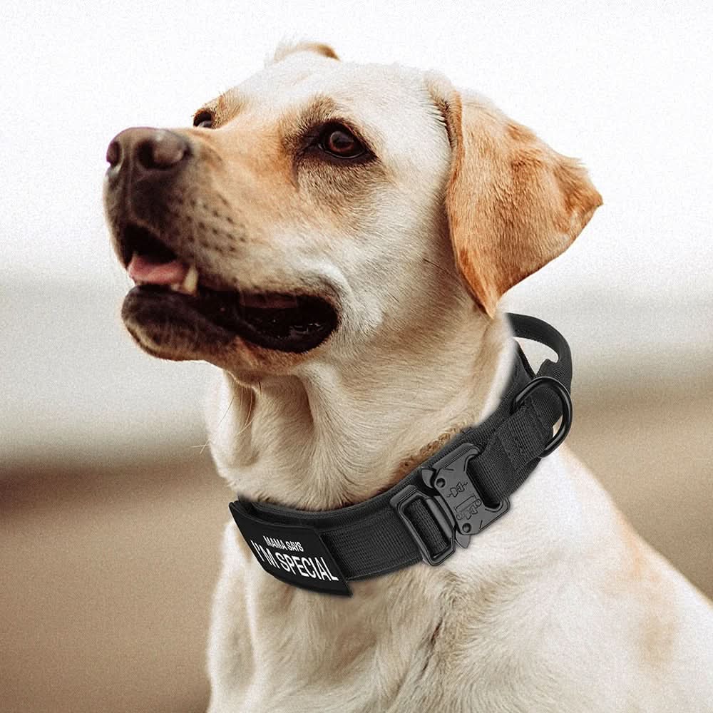 Maliben | Durable & Adjustable Collar for Training & Everyday Use