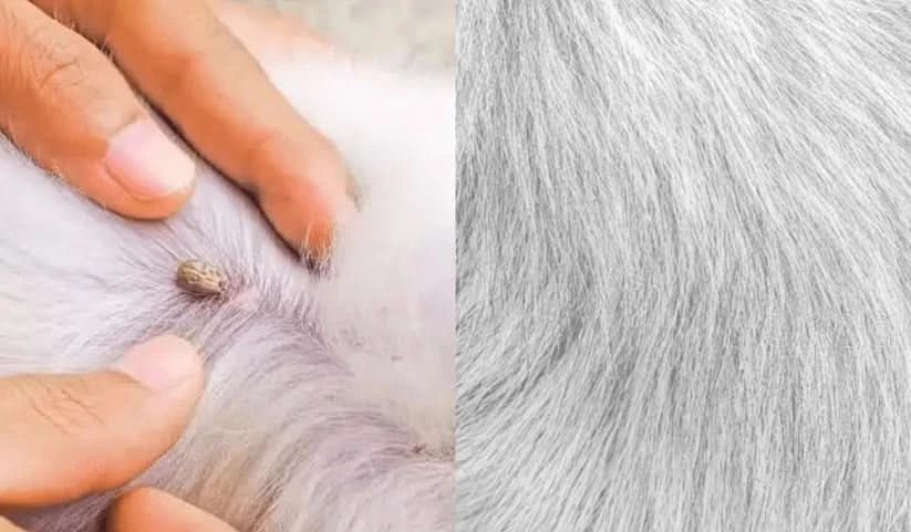 Maliben | Flea & Tick Protection Collar for Dogs & Cats