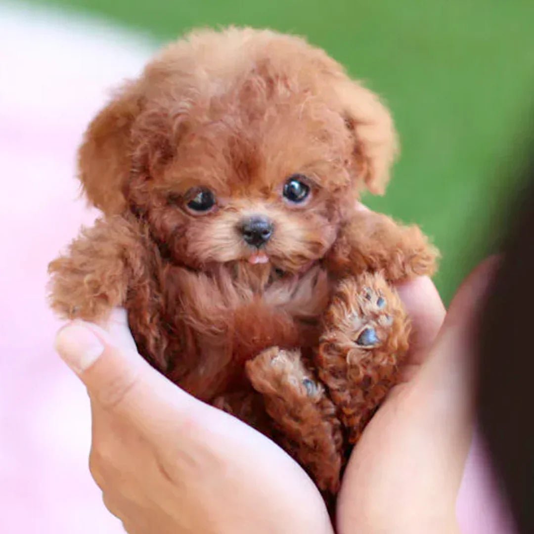 Maliben CuddlePup Smart Robot Puppy — Interactive Companion Toy