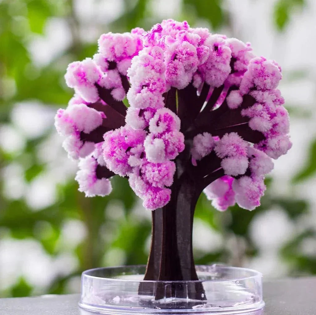 Maliben | Make Your Garden Bloom - Grow Your Sakura Tree!