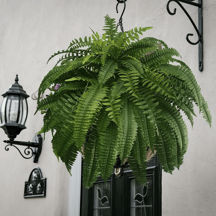 Maliben | Uv Resistant Artificial Boston Fern | Lifelike, Waterproof & Maintenance-Free For Outdoor Décor