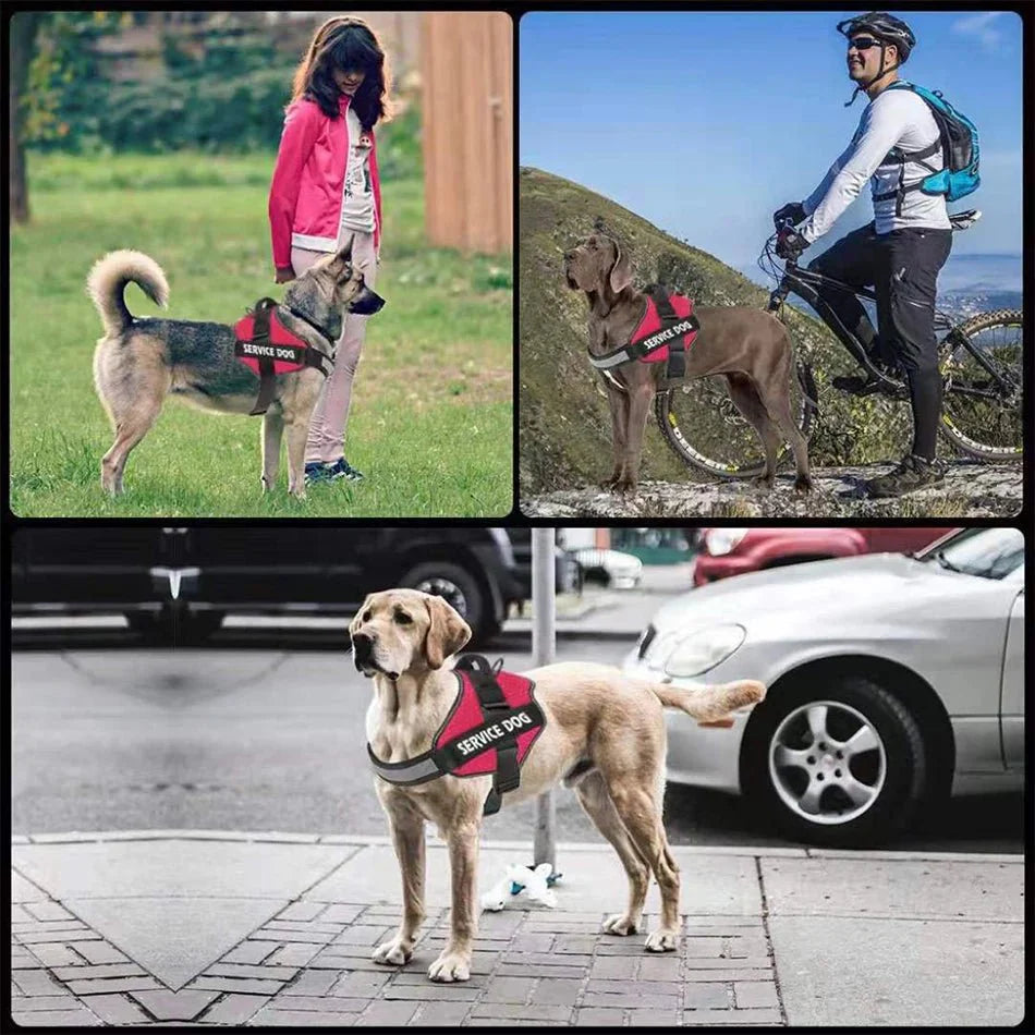 PawsFit • No Pull Dog Harness