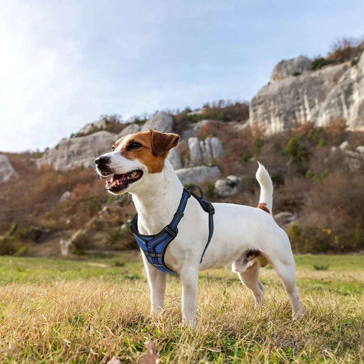 ReflectaGuard • No Pull Dog Harness