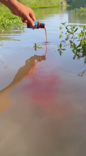 Maliben | Fish Attractant Liquid