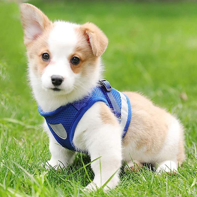 Maliben | Reflective Safety Dog Harness and Leash Set Offer