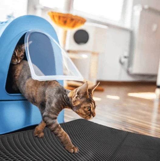 MAliben | Streuchampion — Finally a Cozy Clean Home Without Cat Litter Chaos!