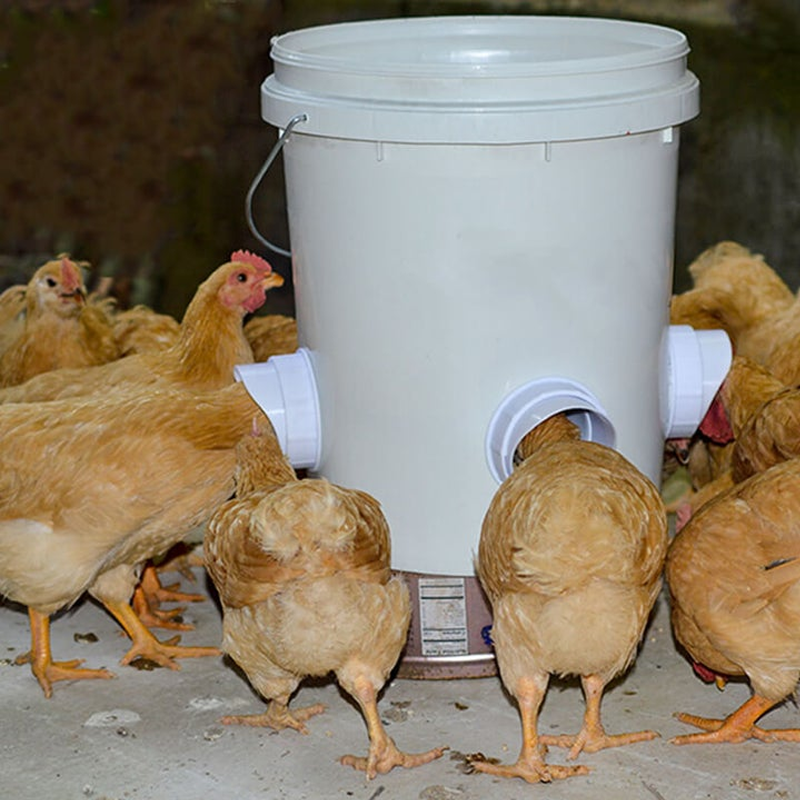 Maliben | DIY Chicken Feeder