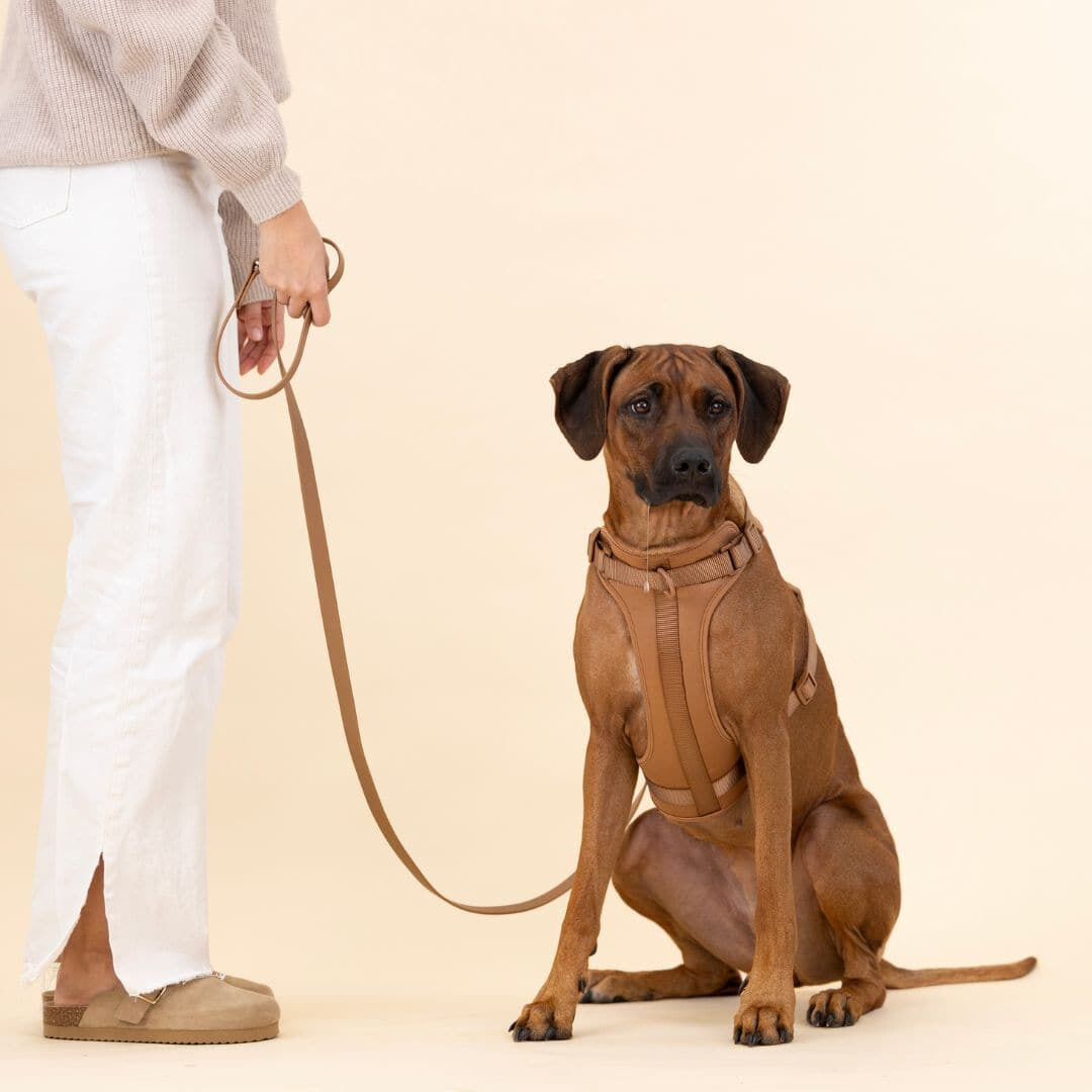 Maliben | ComfyPaws Dog Harness Walking Set with Leash and Poop Bag Holder