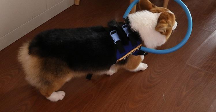 Maliben | Bumper Collar Guide For Blind Dogs Harness
