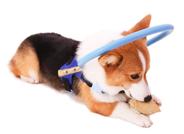 Maliben | Bumper Collar Guide For Blind Dogs Harness