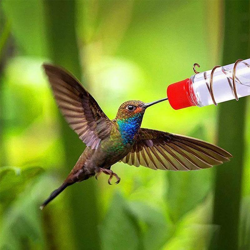 Maliben | Window Nectar - See The Birds Up Close - Wonder Guaranteed
