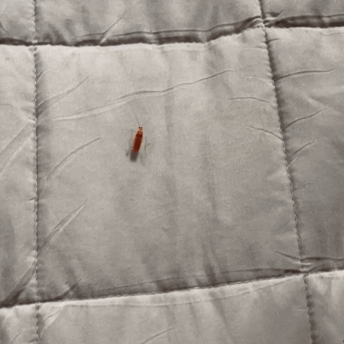 Maliben | Insect Catcher Prodigy — Finally Live Stress-Free Without Crawling Chaos!