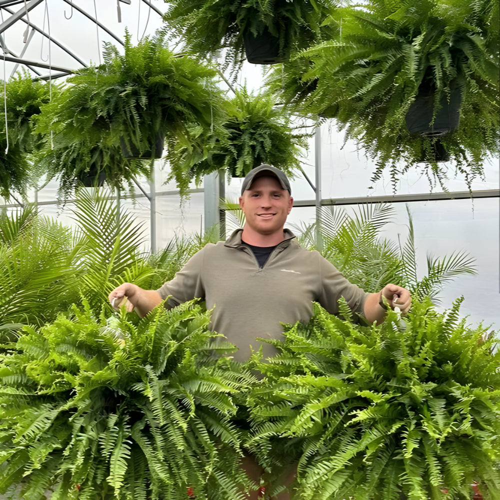 Maliben | Artificial Boston Fern Home Decor Plant